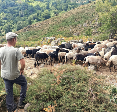 Séjour en Corse avec des bergers et Terre Indigènes